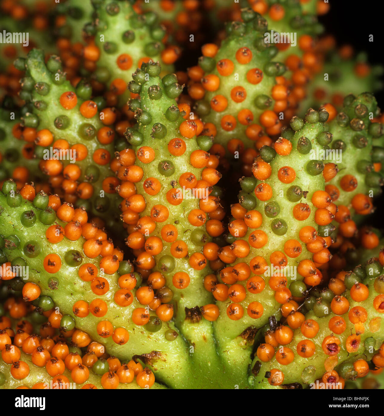 Orange und grüne Frucht eine Gunnera Manicata Rispe Stockfoto
