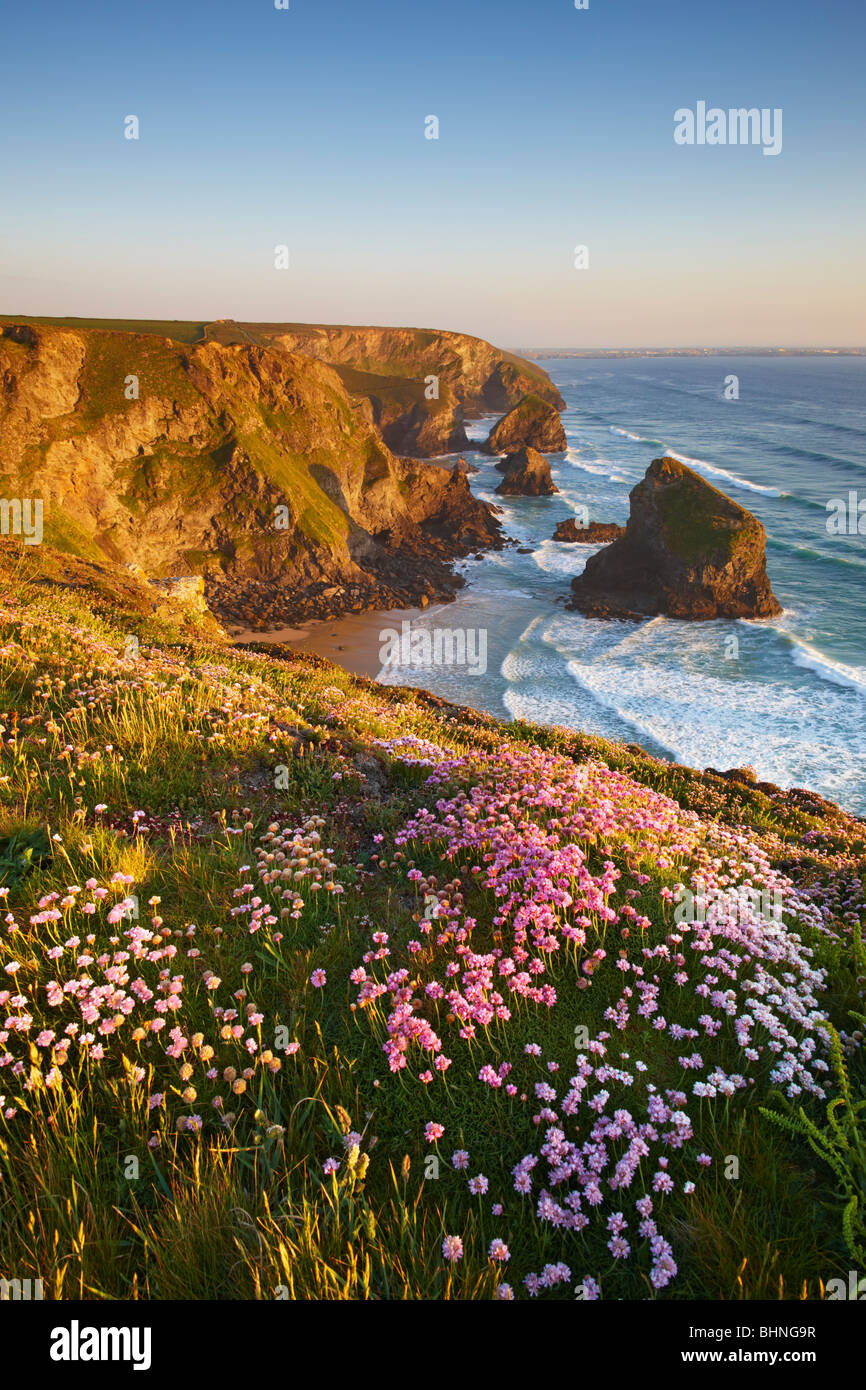 Frühsommer am Cornish Prachtnelke, die mit Blick auf Bedruthan Steps Stockfoto