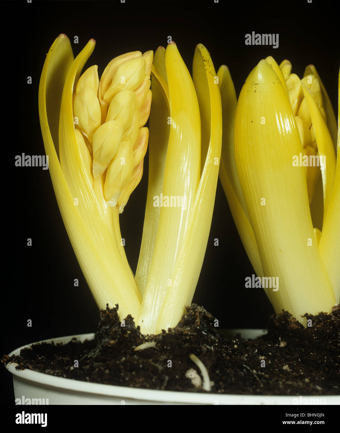 Chlorotische Hyazinthe Zwiebeln in die dunkle und produzierenden Blütenknospen aufgezogen Stockfoto