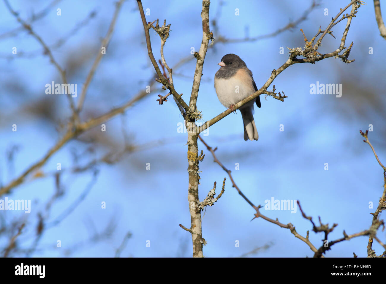 Dunkel-gemustertes Junco auf einem Ast in Oregon Stockfoto