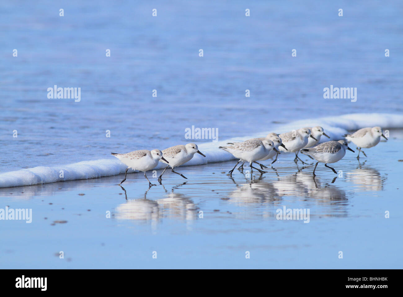 Sanderling am Strand an der Küste von Oregon Stockfoto