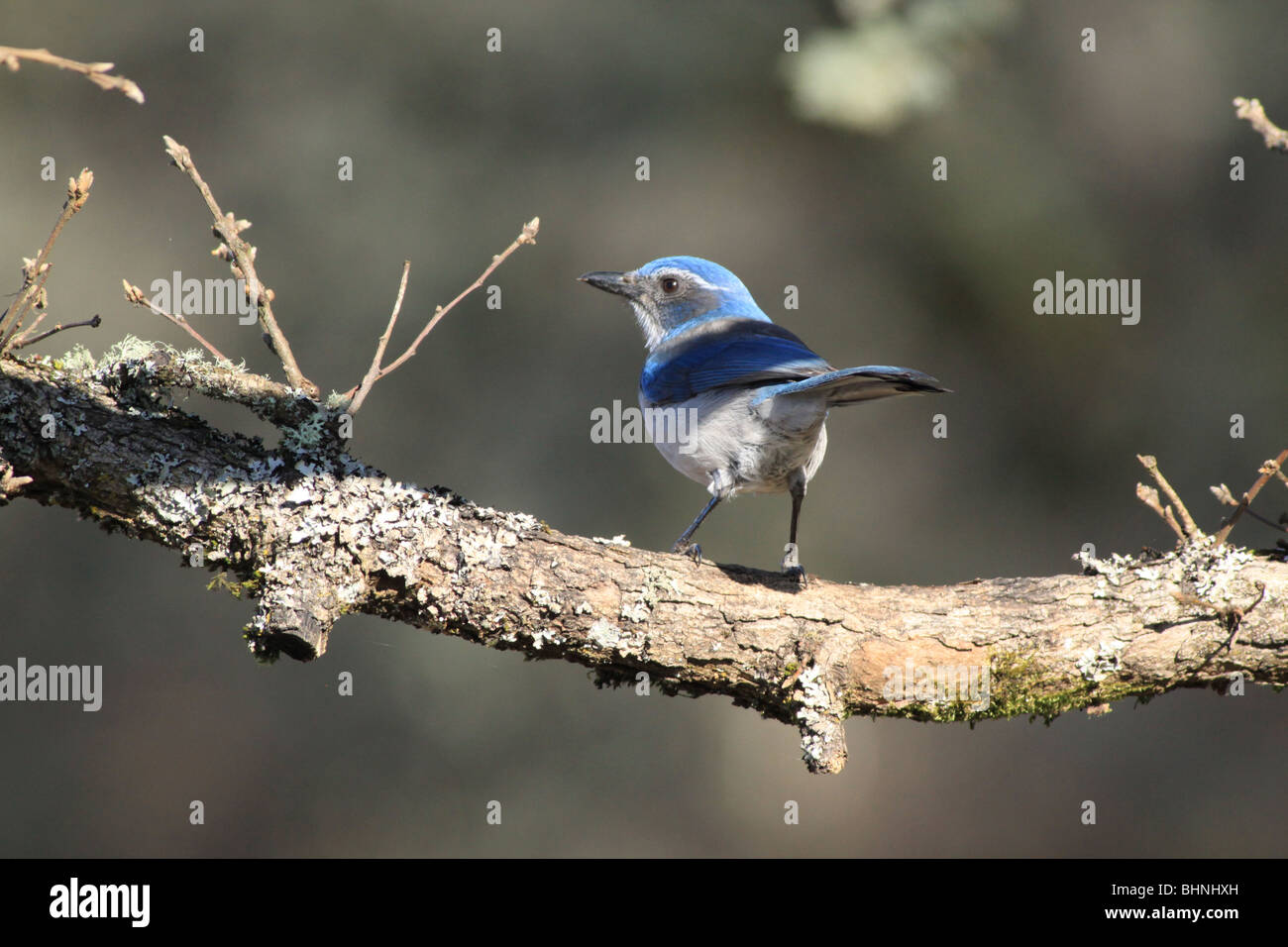 Western-Scrub-Jay auf einem Ast in Washington Stockfoto