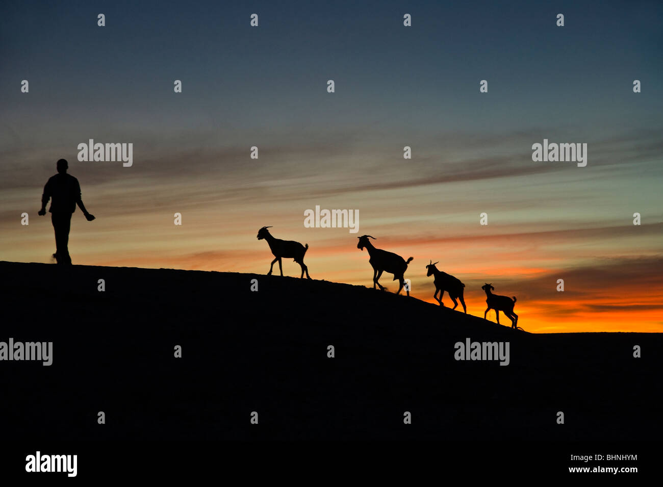 Silhouette der vier Ziegen und Ziegenhirten, gegen tieforange Sonnenuntergang Himmel in der Wüste Sahara Stockfoto