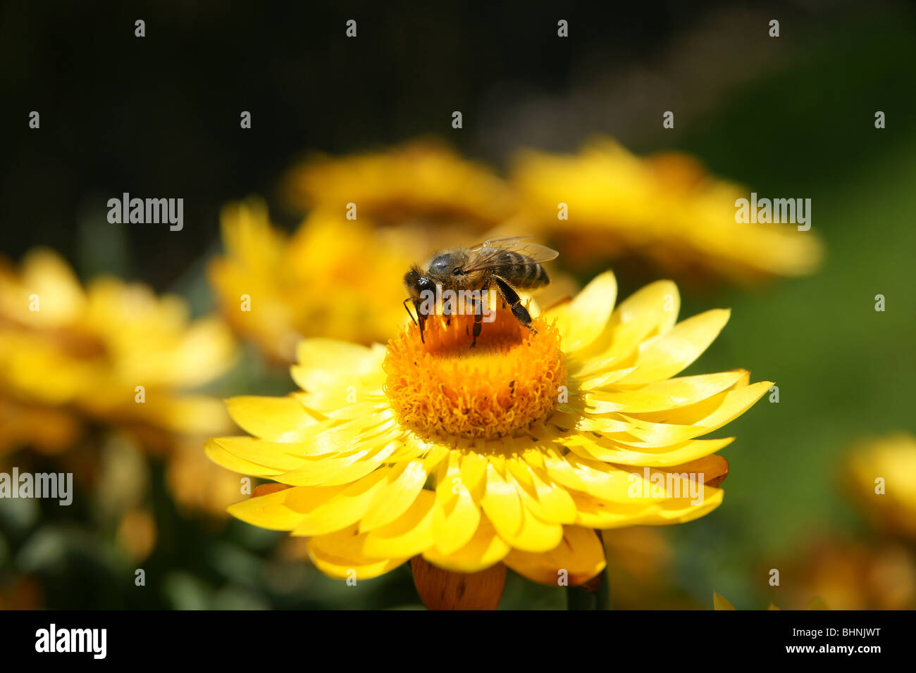 Nahaufnahme der Biene auf gelbe Blume sitzen Stockfoto