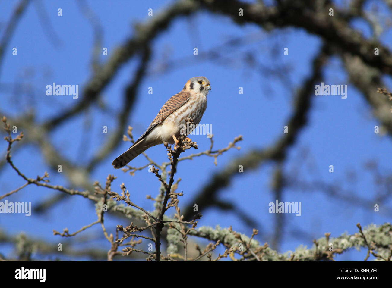 American Kestrel auf einem Ast in Oregon Stockfoto