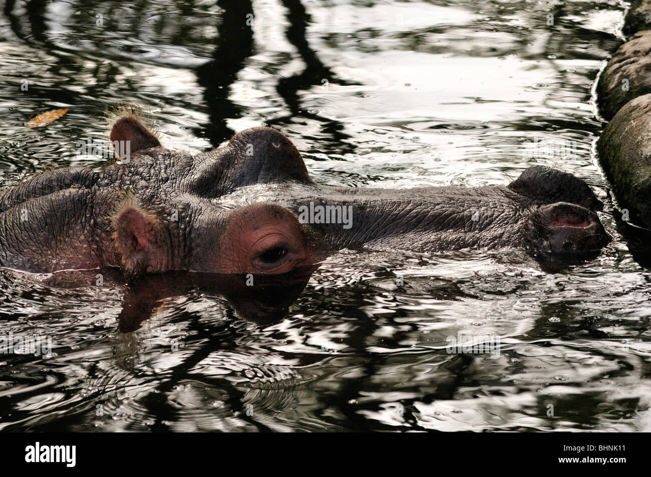 Ein Flusspferd (Hippopotamus Amphibius) namens Lou im Homosassa Springs Wildlife State Park, Florida Stockfoto