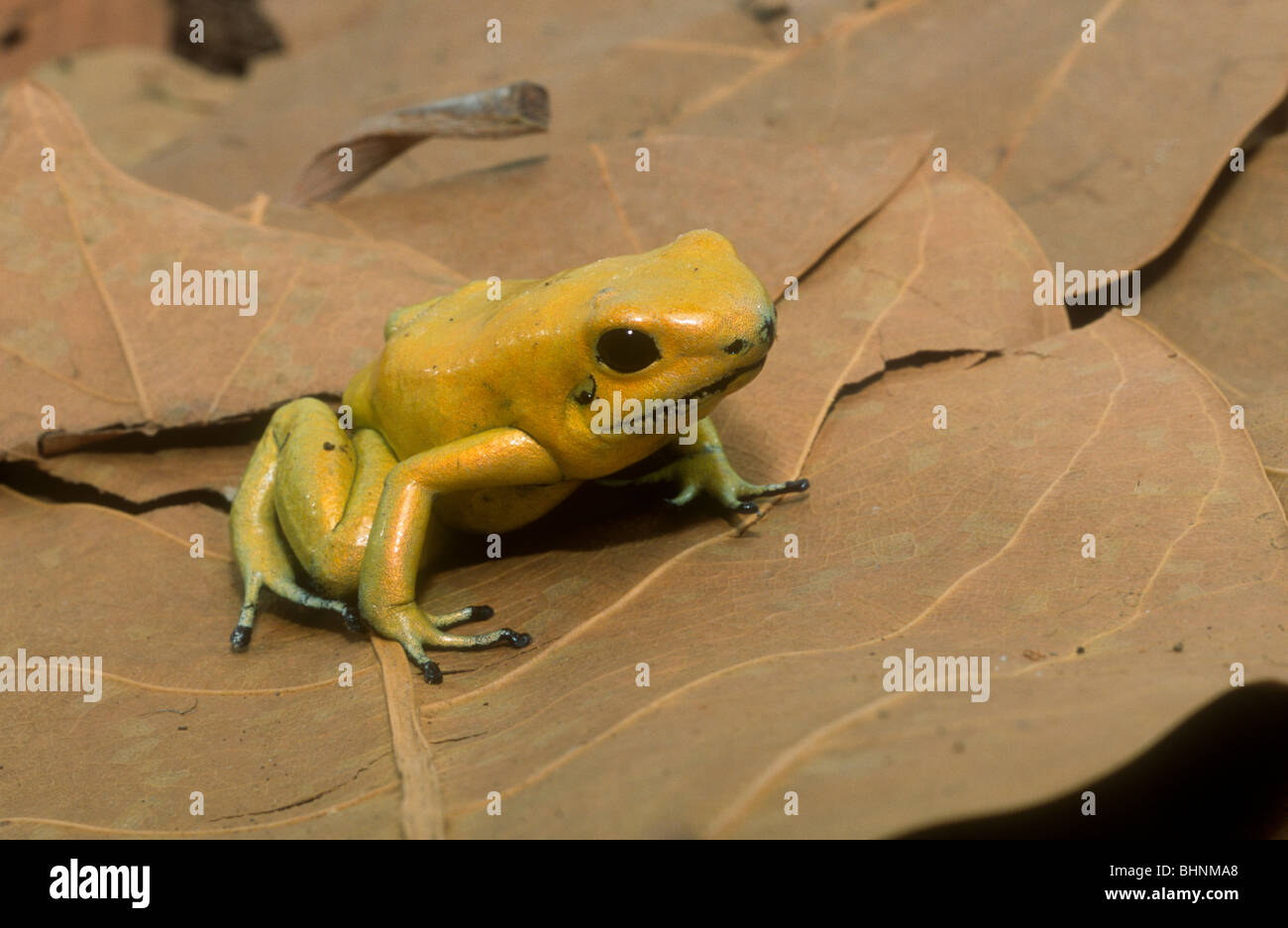 Gelbe Poison Dart Frog, Phyllobates Terribilis, Kolumbien Stockfoto