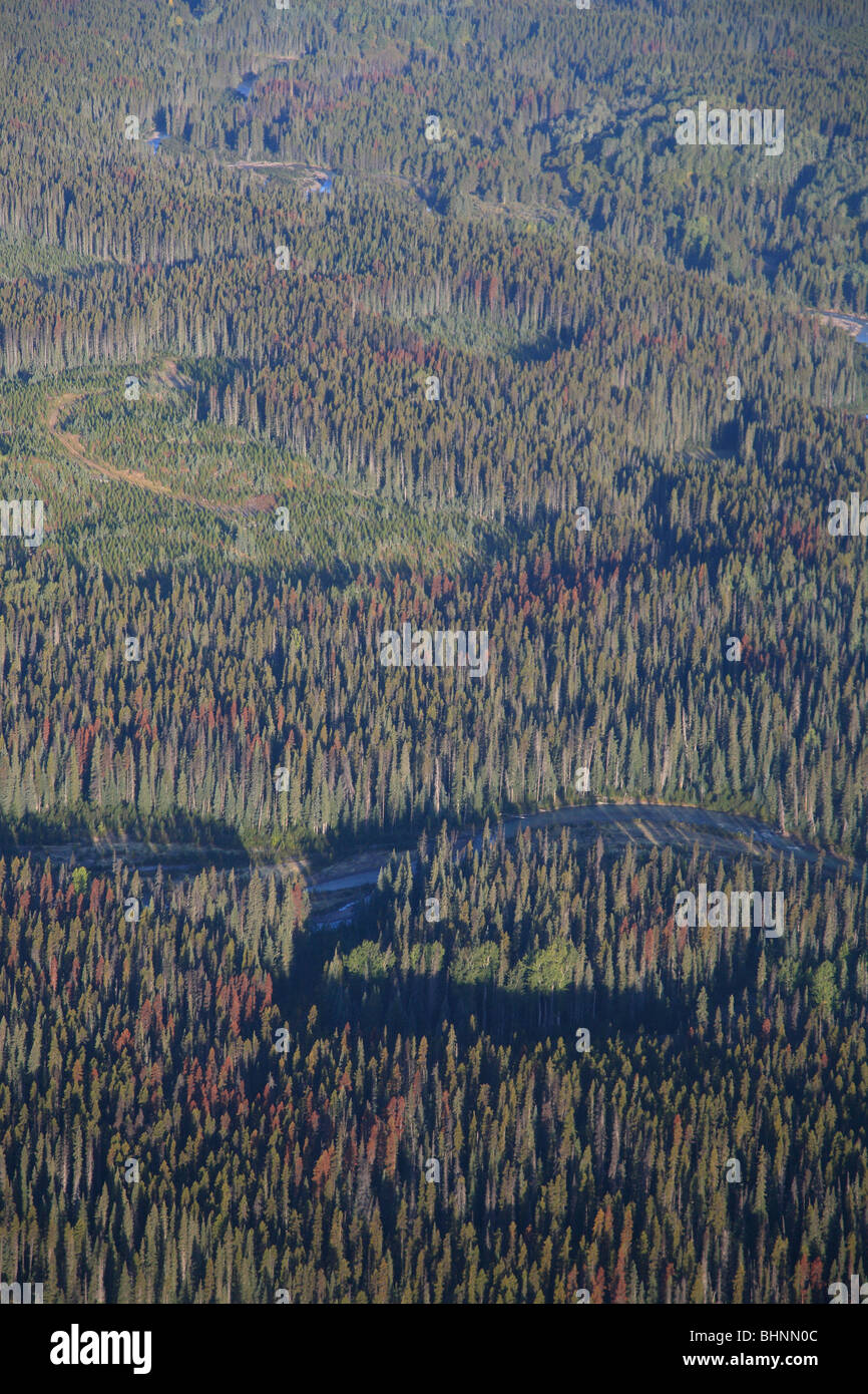 Luftaufnahme von Kahlschlägen und Mountain Pine Beetle befallenen Bäumen in der Nähe von Smithers, Britisch-Kolumbien Stockfoto