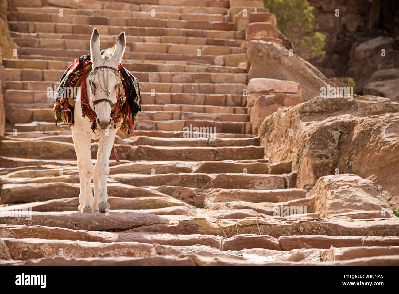 Esel zu Fuß die Treppe hinunter aus den Bergen von Petra, Jordanien, Asien. Stockfoto