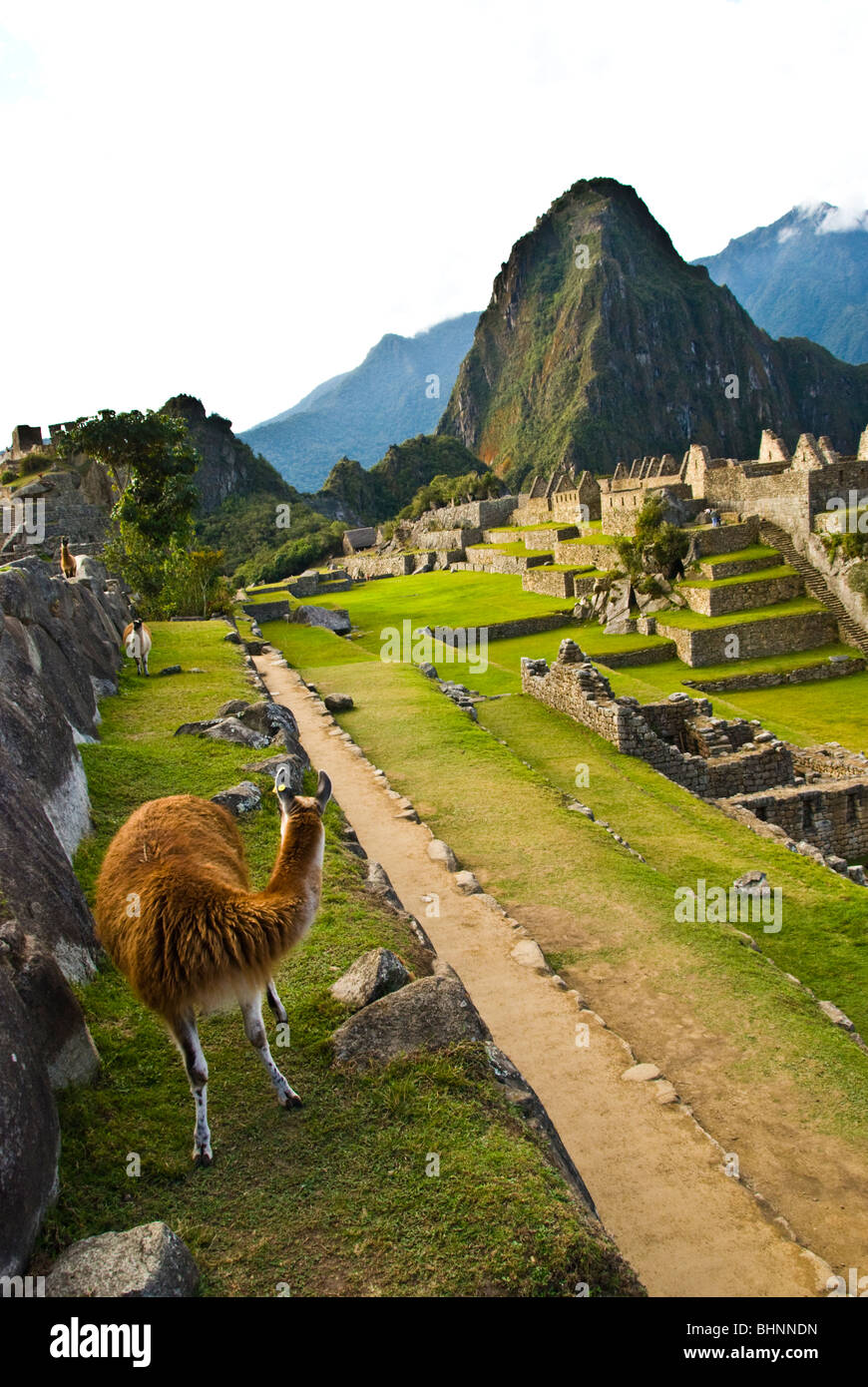 Machu Pichu Llama machte am Morgen erste Dinge auf, Cusco, Peru Stockfoto