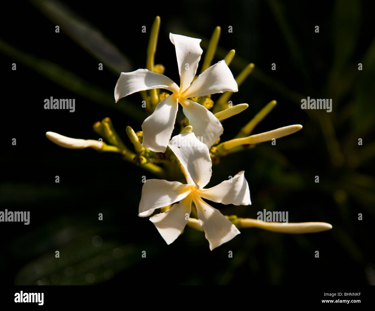 Weiße Blume gelb Mitte dunkler Hintergrund Stockfoto