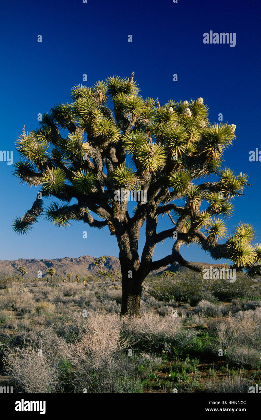 Joshua Tree (Yucca Brevifolia) Stockfoto