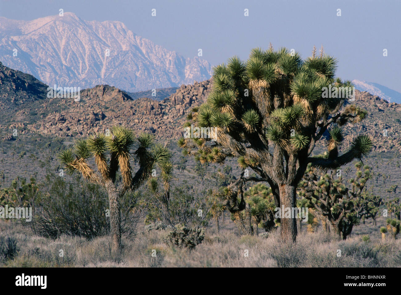 Joshua Tree (Yucca Brevifolia) Stockfoto