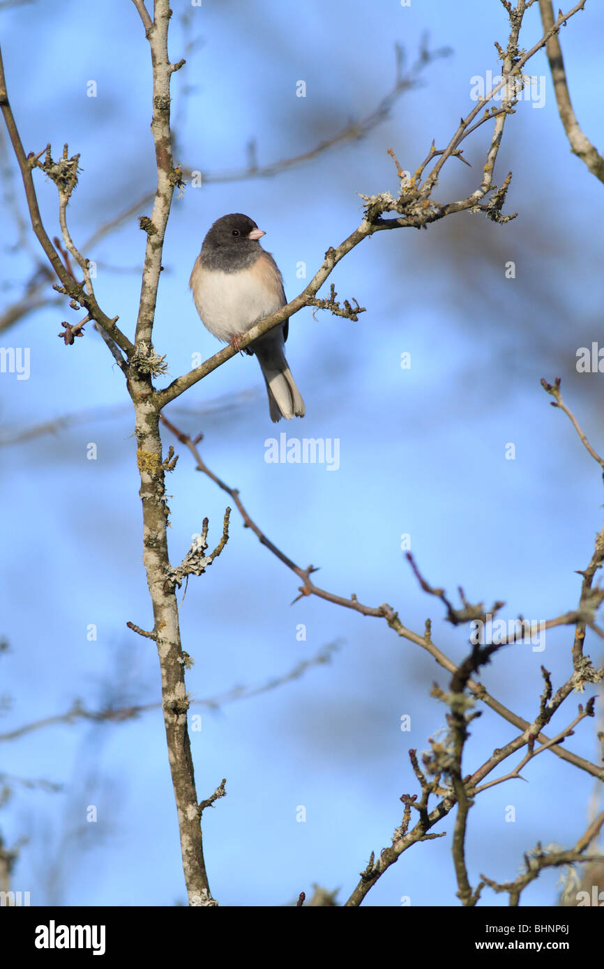 Dunkel-gemustertes Junco auf einem Ast in Oregon Stockfoto