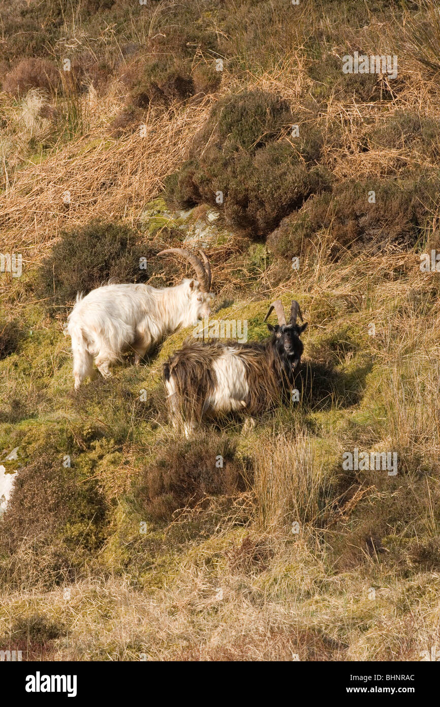 "Wild" oder verwilderten Ziegen (Capra Hircus). Surfen auf Heidekraut, Islay, Schottland. Stockfoto