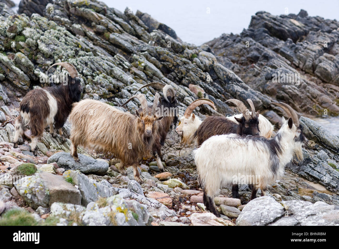 "Wild" oder verwilderten Ziegen (Capra Hircus). Küste, Islay, Schottland. Stockfoto