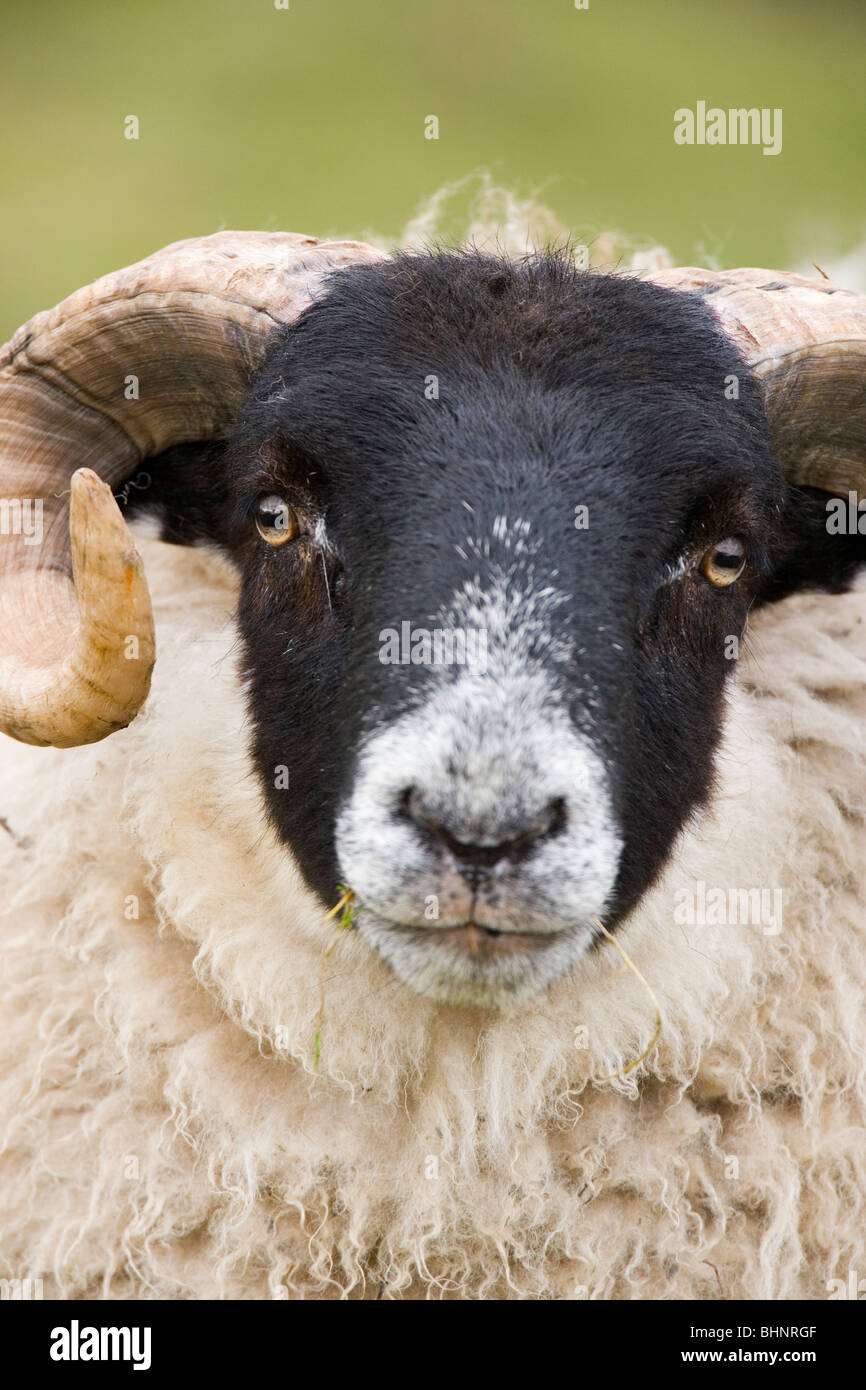 Schottischen Schafe Schwarz - konfrontiert. Ovis Aries. Ewe oder weiblich. Islay, Schottland. Stockfoto