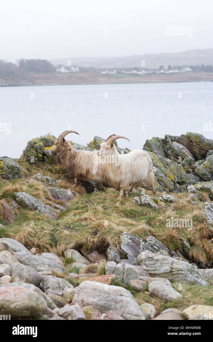 Wildziege (Capra Hircus). Wilde Tiere leben auf Islay, Westküste Schottlands. Stockfoto