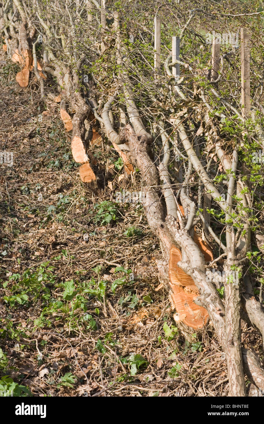 Abschnitt Rück legte Feldgrenze Weißdorn Hecke Stockfoto