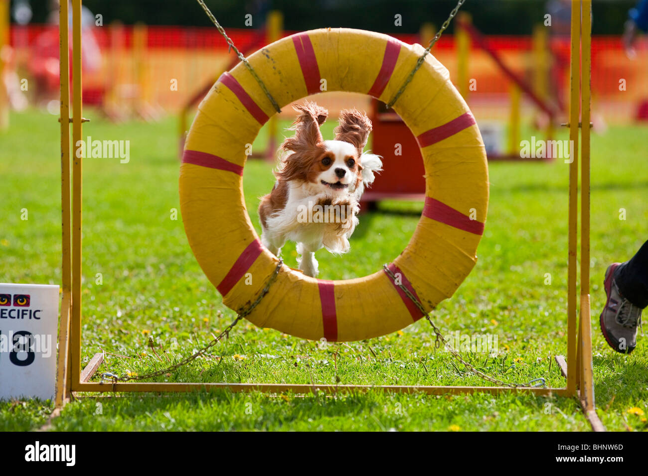 Hund im Agility Wettbewerb springen Stockfoto