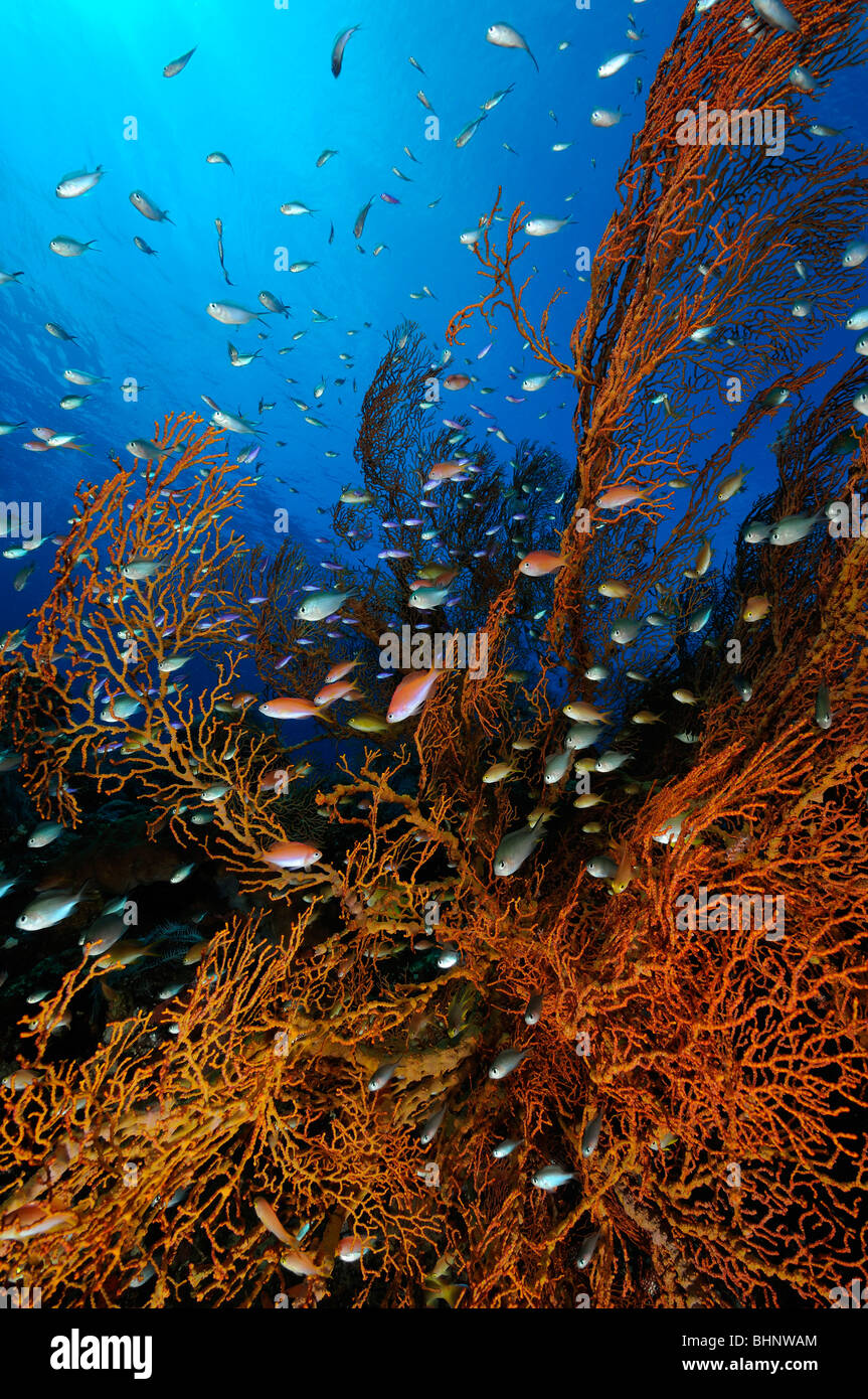Schule der Basslets Riesen Fan Gorgonien Korallenriff, Smaragd, Tulamben, Bali Stockfoto
