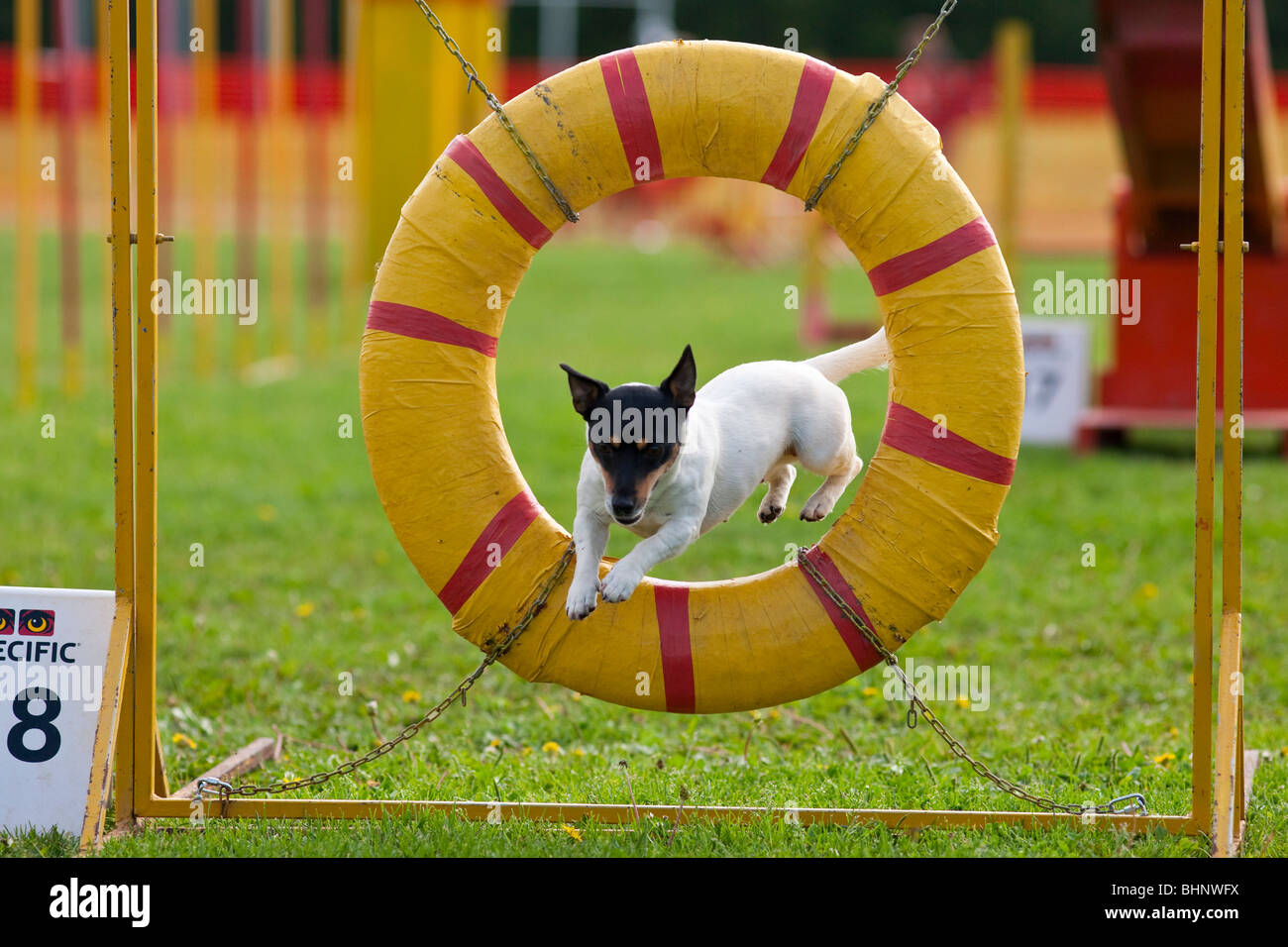 Hund im Agility Wettbewerb springen Stockfoto