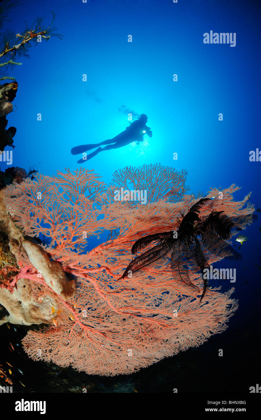 Annella Mollis, Subergorgia Hicksoni, Taucher auf bunte Korallenriff mit riesiger Fan Gorgonien, Batu Karang, Alam Anda, Bali Stockfoto