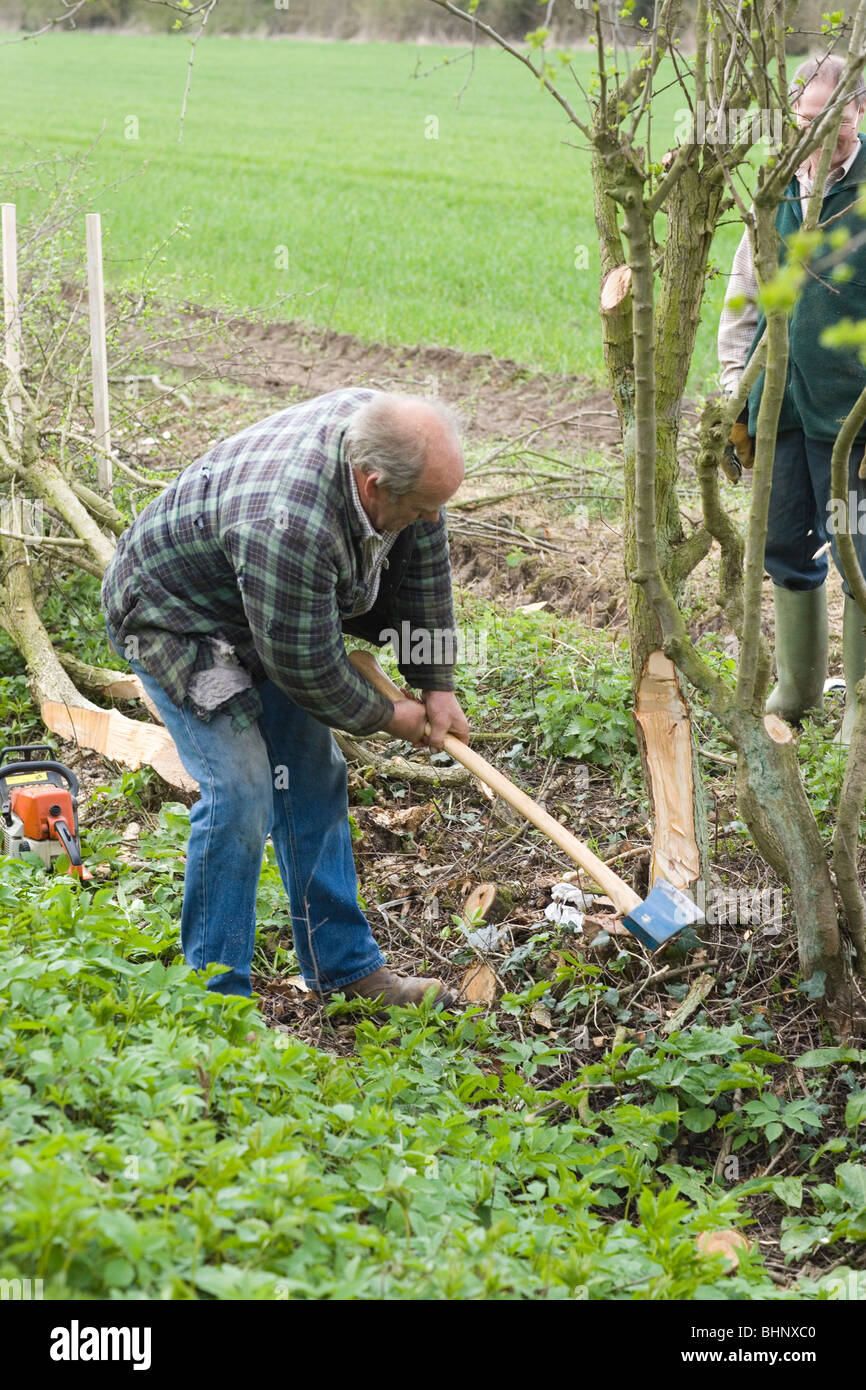 Verlegung einer alten etablierten Feldgrenze Weißdorn Hecke (Crotaegus Monogyna). Leicestershire. Stockfoto