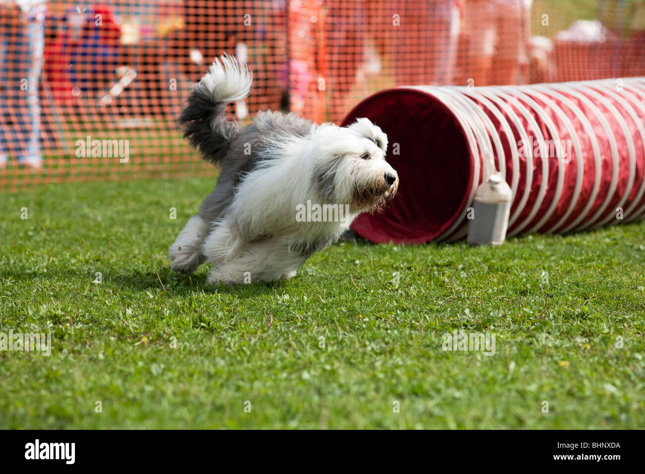 Hund im Agility Wettbewerb laufen Stockfoto