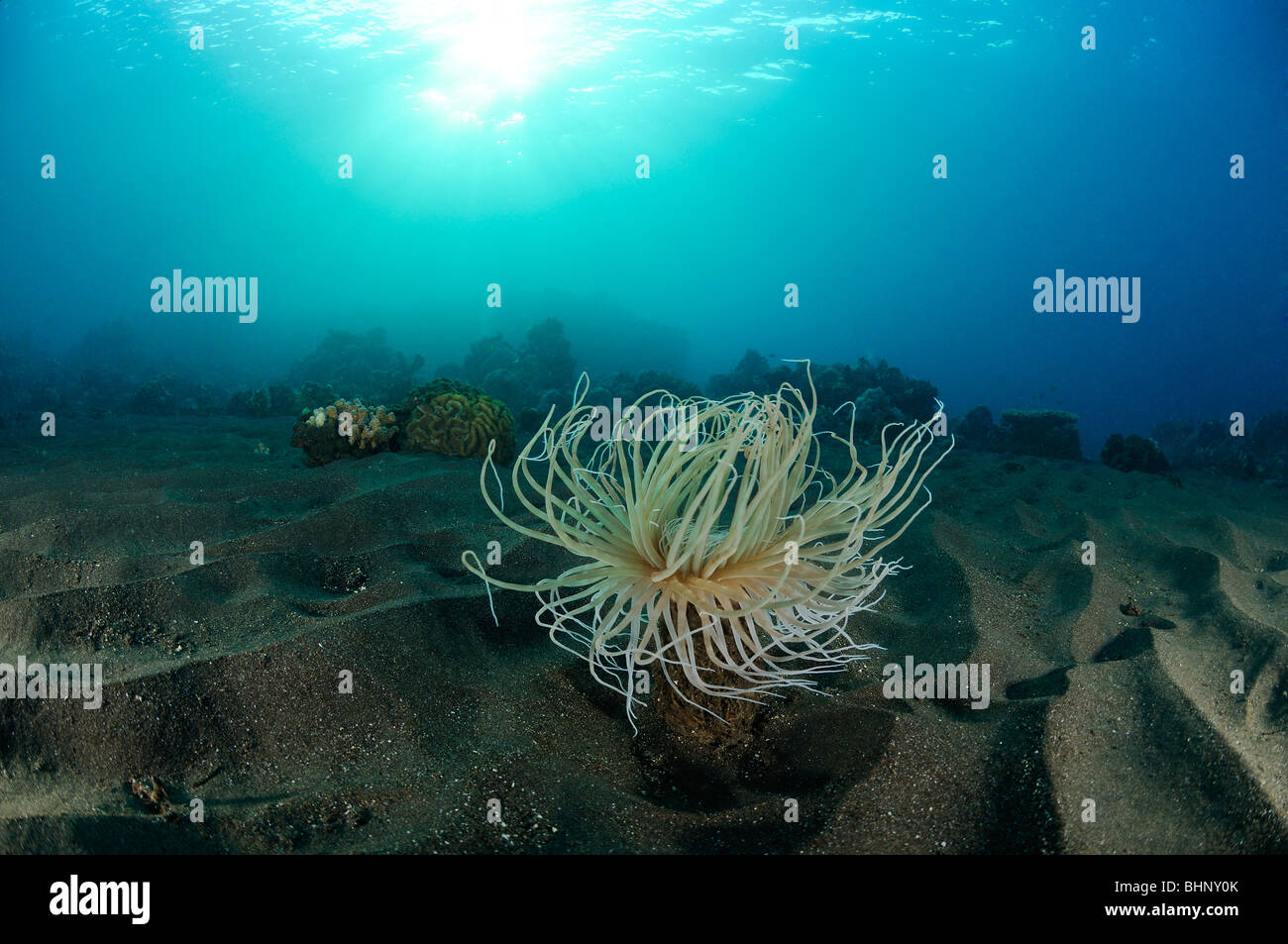 Cerianthus SP, Tube Anemone am Meeresboden, Alam Anda, Hausriff, Bali, Indonesien, Indo-Pazifik. Stockfoto