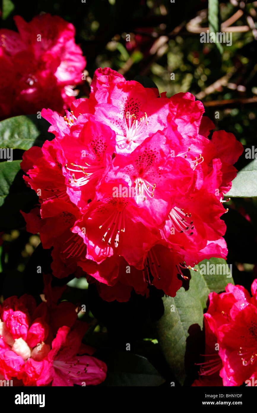 RHODODENDRON ARBOREUM. Stockfoto