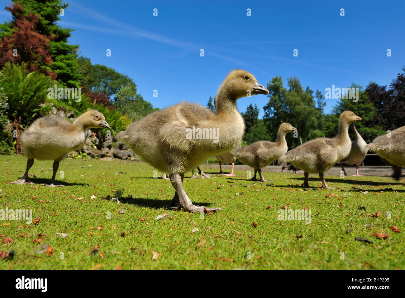 Nahaufnahme einer Gänse-Familie im Frühjahr Stockfoto