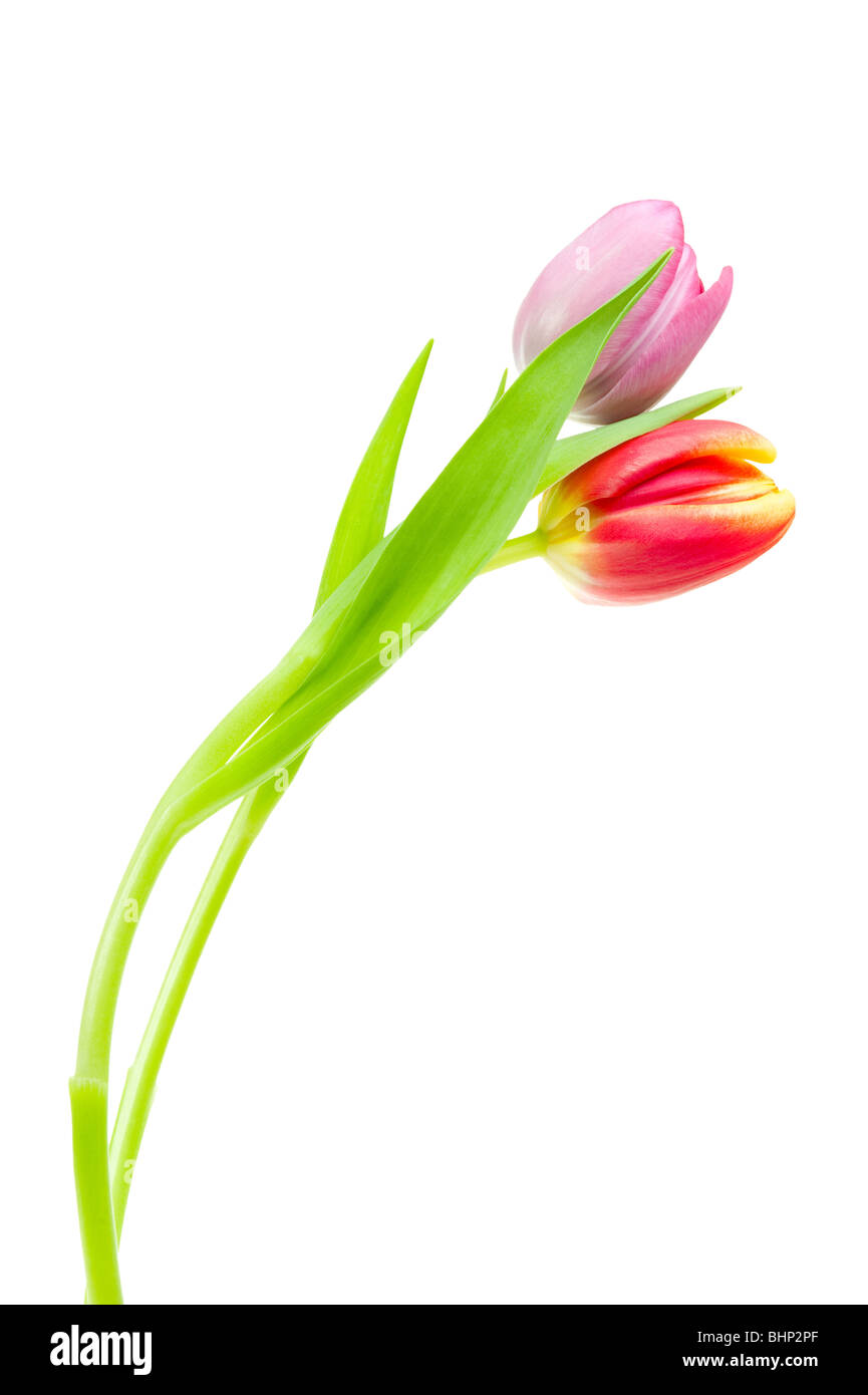 Bunter Frühling Tulpen isoliert auf weißem Hintergrund Stockfoto