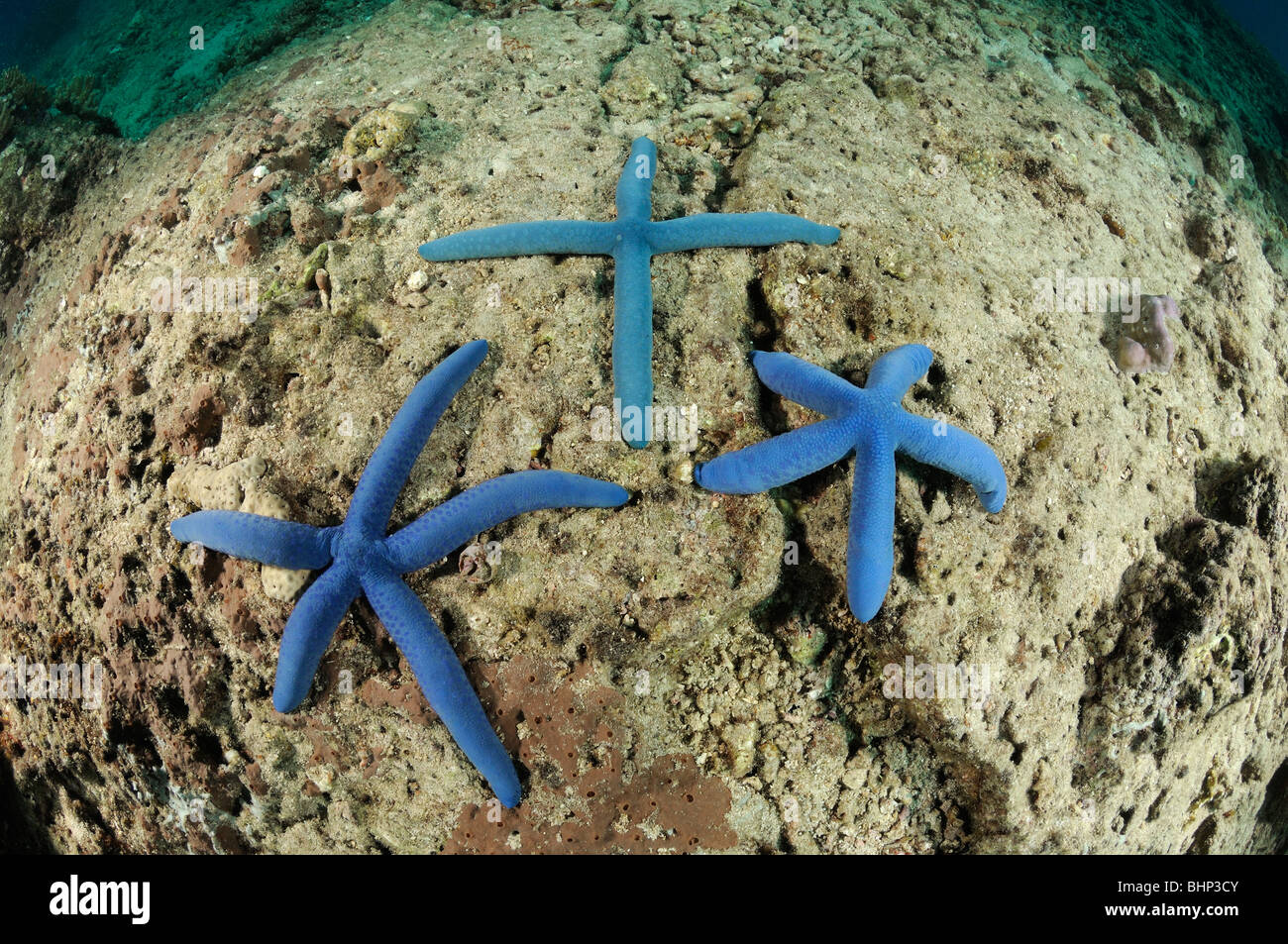 Linckia Laevigata, 3 Seesterne, Blue Sea Star in Form von einem Kreuz, Pemuteran, Bali, Indonesien, Indo-Pazifik Stockfoto