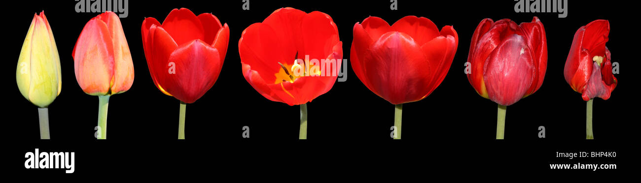 Die sieben Perioden im Leben einer Tulpe Blume. Isoliertes Objekt. Schwarzer Hintergrund. Stockfoto
