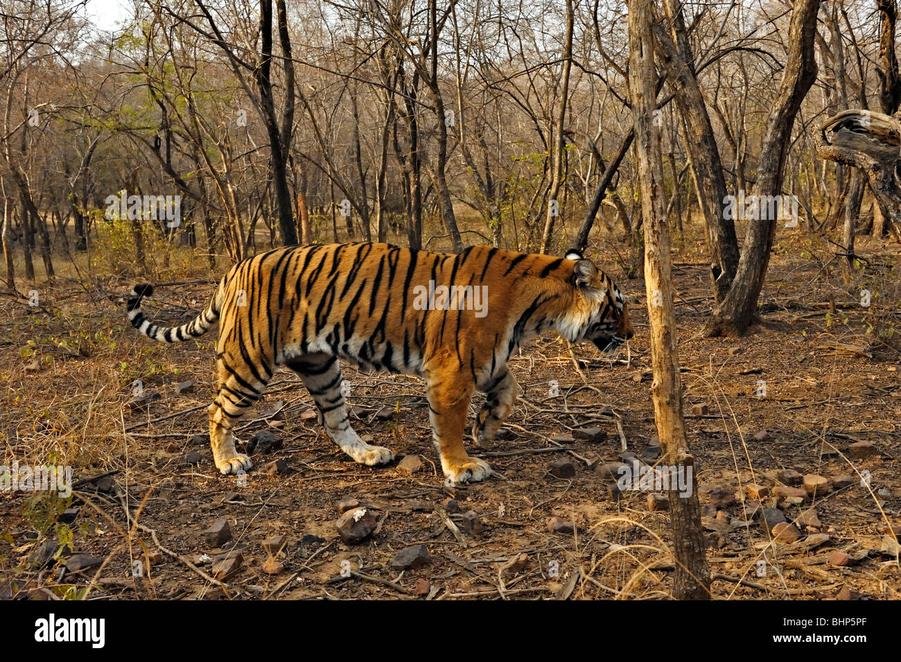 Tiger in der trockenen laubwechselnden Wald von Ranthambore Tiger reservieren bei Sonnenaufgang Stockfoto