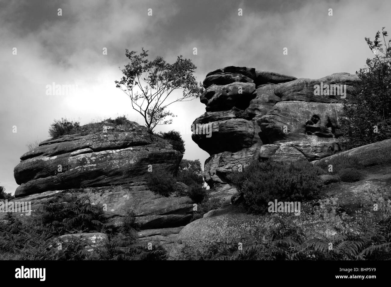 Ein kleiner Baum auf Brimham Rocks in Yorkshire. Stockfoto