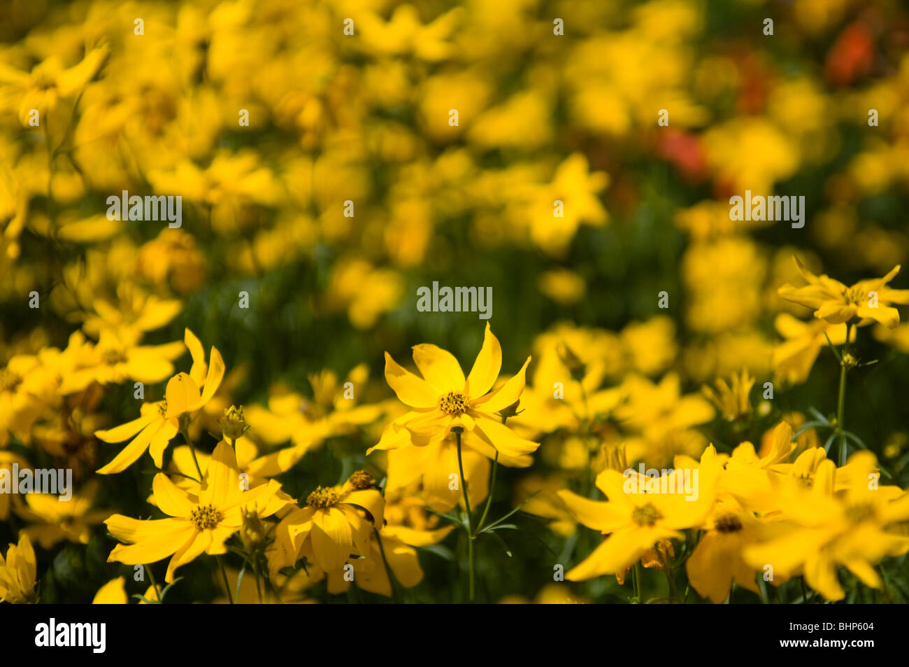 Thread-Blatt Coreopsis (Coreopsis Verticillata) wächst in einem Garten Grenze Stockfoto