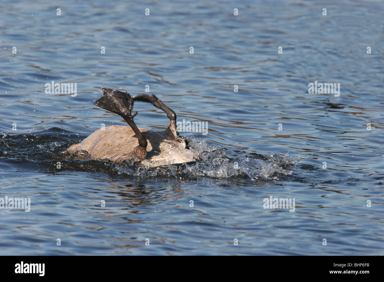 Kanada-Gans im Wasser zu spielen Stockfoto