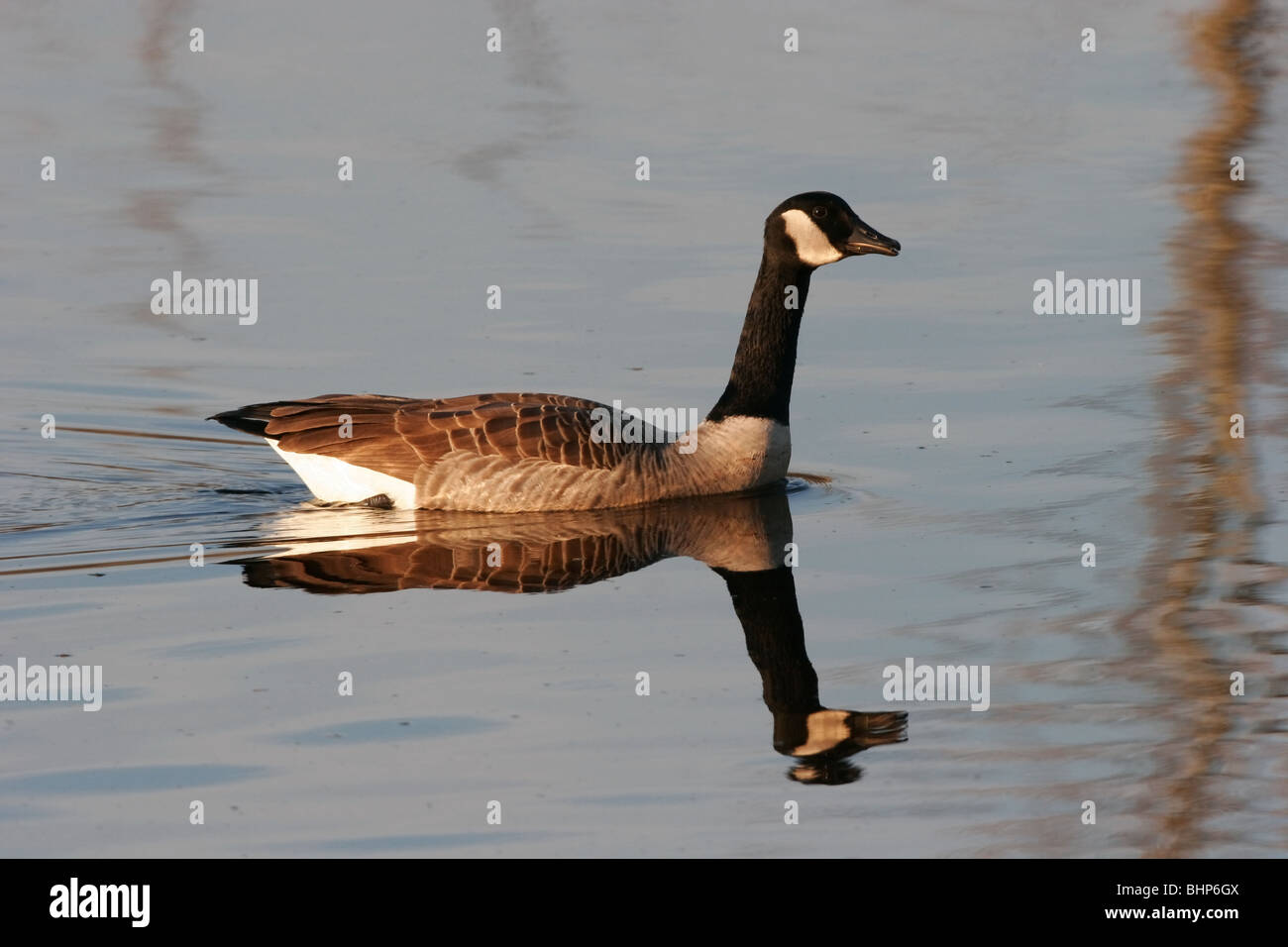Kanada-Gans am Teich (Branta Canadensis) Stockfoto