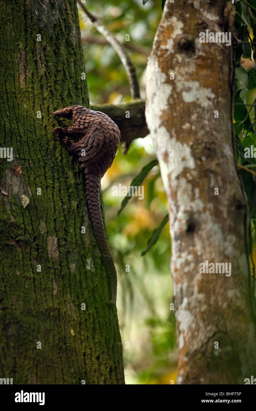 Tree Pangolin Rückkehr in seine Heimat Kyambura Schlucht, Uganda Ubernachten Stockfoto