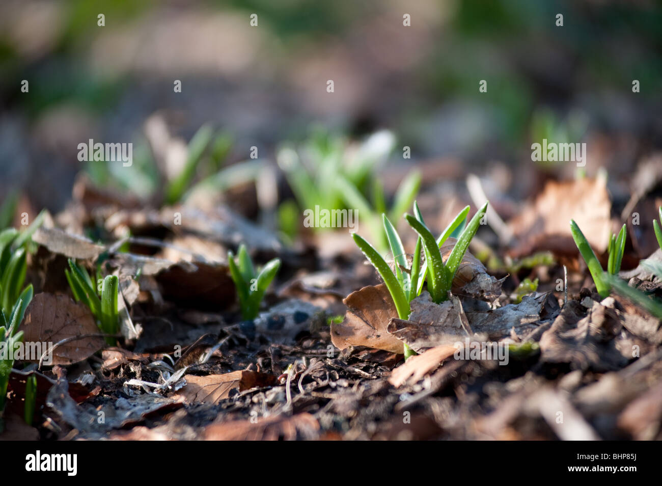 Grüne Triebe des Frühlings - Blätter Glühbirne durch frostige Boden zeigen Stockfoto