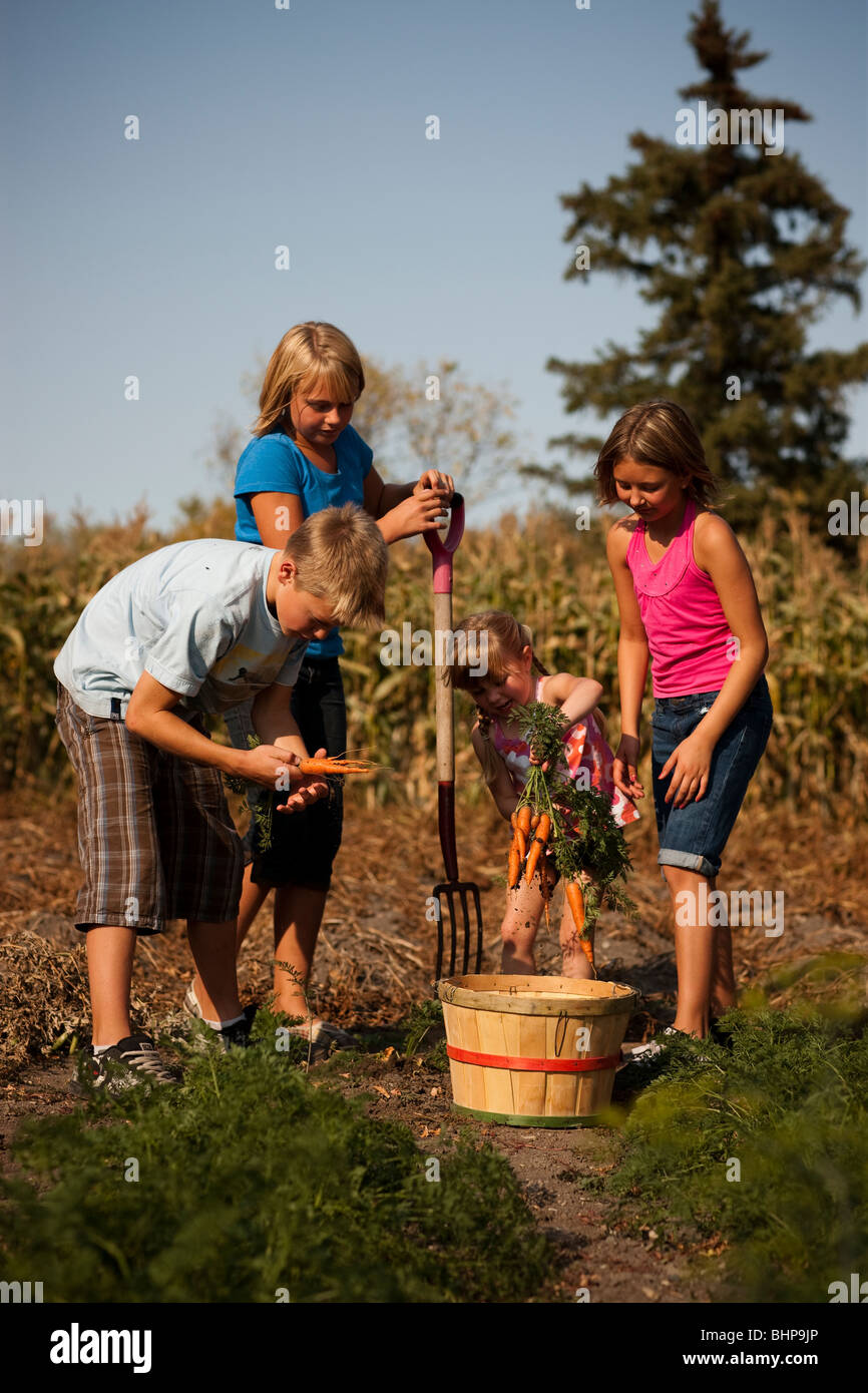 Zwölf, zehn, und fünf Jahre alten Mädchen und zwölf Jahre alter Junge Graben Karotten im Garten; Redvers, Saskatchewan, Kanada Stockfoto