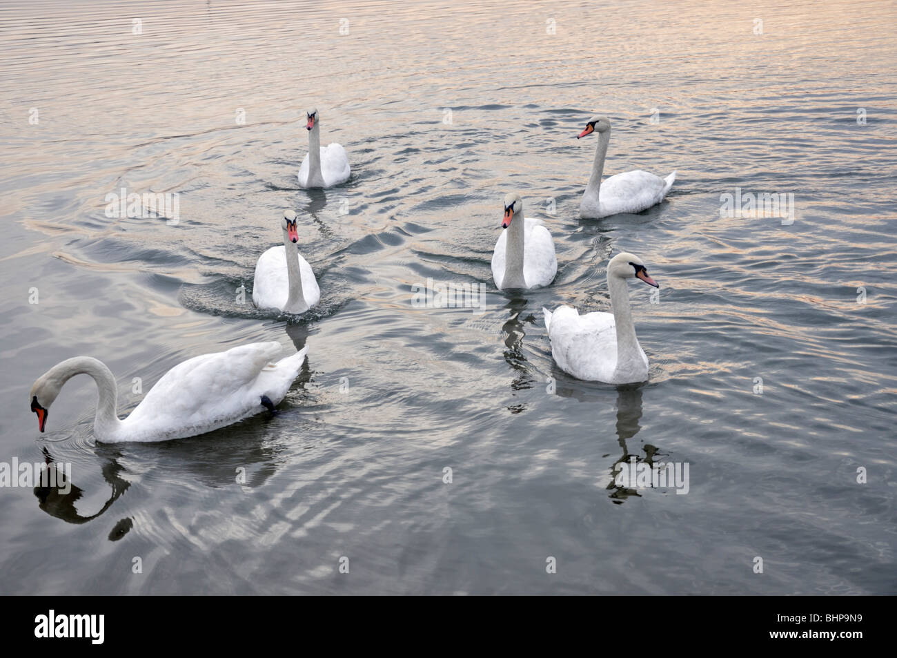 Schwäne Stockfoto