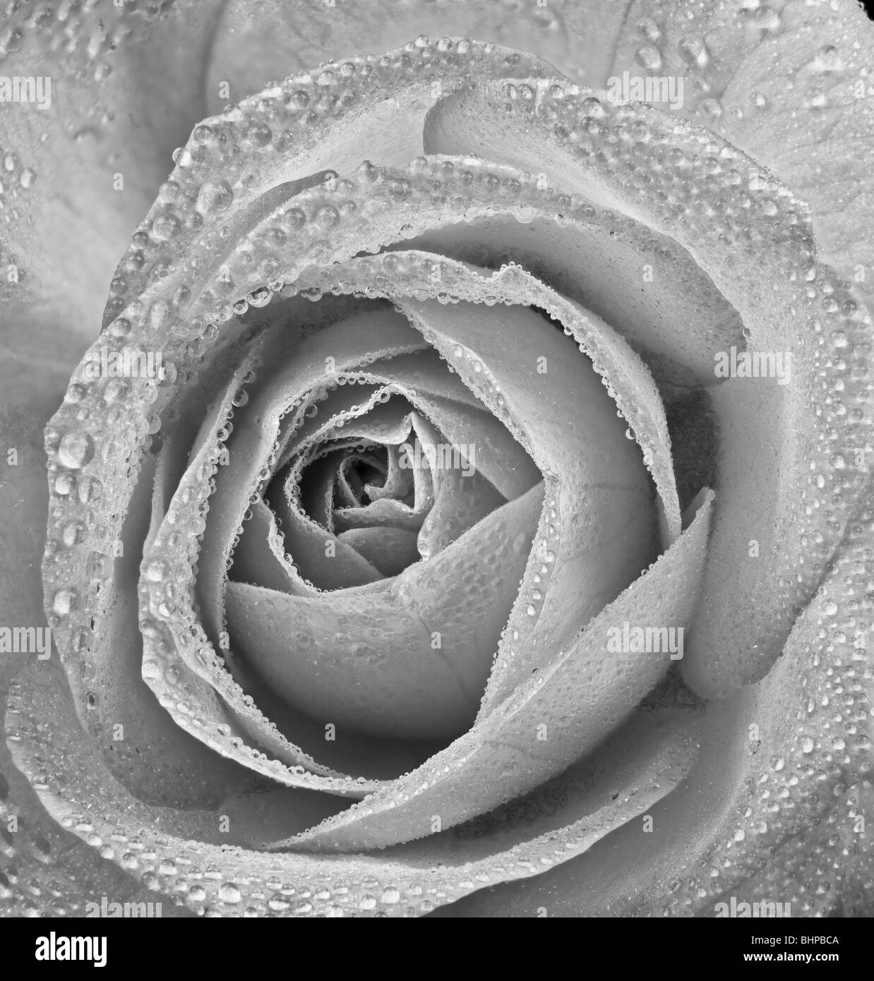 Rose mit Wassertropfen Stockfoto
