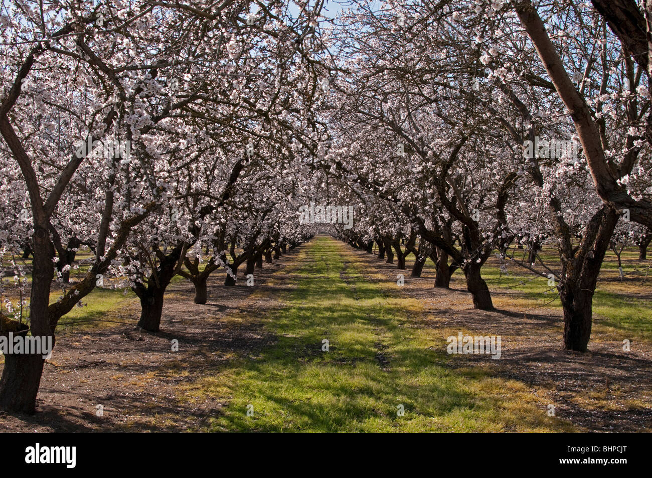 California Central Valley Mandel Obstgärten in der Nähe von Lathrop. Es ist Anfang Frühling, wenn die Mandeln Obstgärten blühen. Stockfoto
