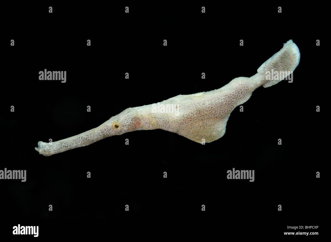 Solenostomus SP., Schwamm Geisterfische, Alam Batu, Hausriff, Tulamben, Bali, Indonesien, Indo-Pazifik Stockfoto