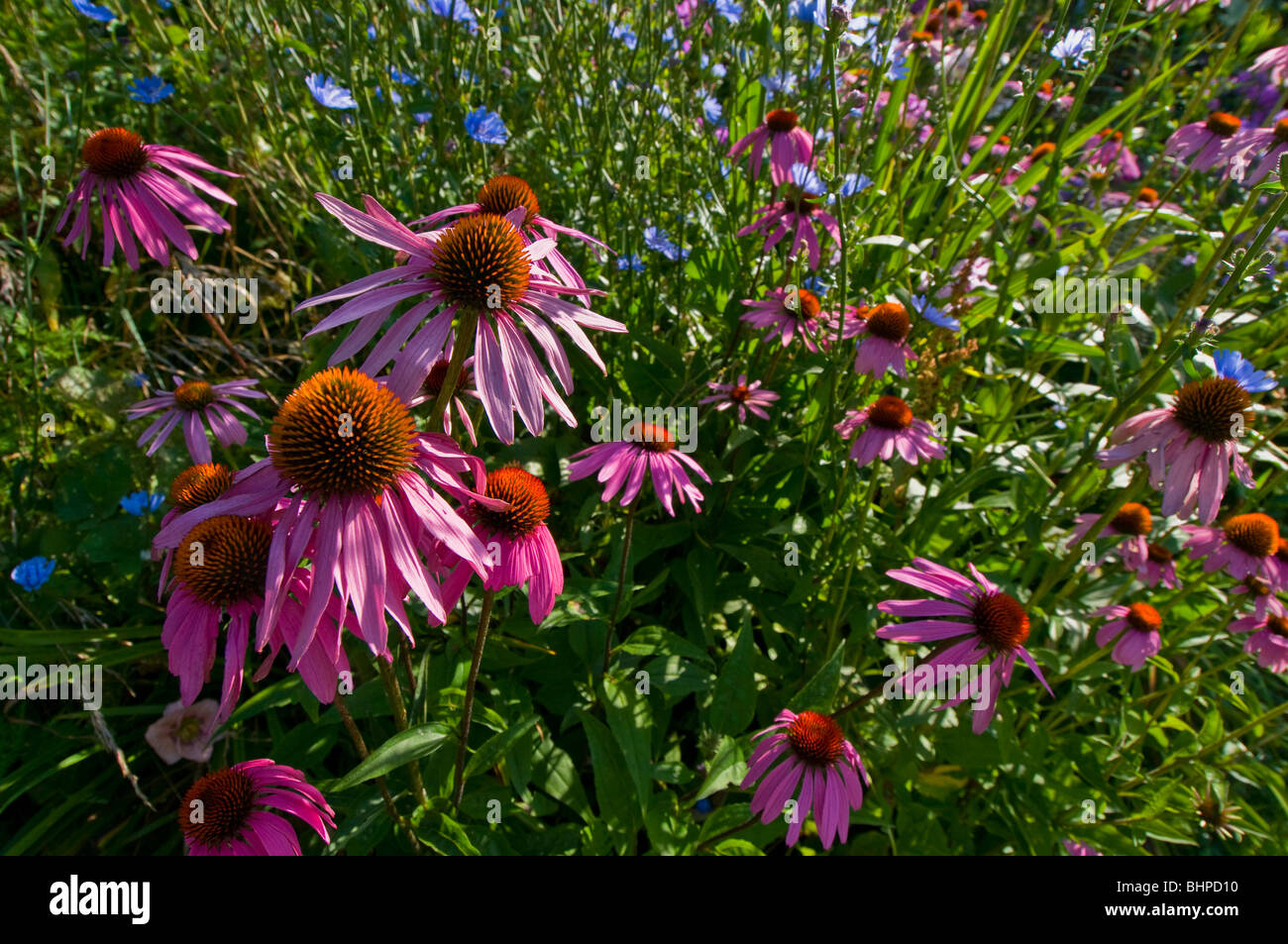 Ein Blumenbett Echinacea, Sonnenhut und Chicorée wächst in sonnigen Garten. Stockfoto