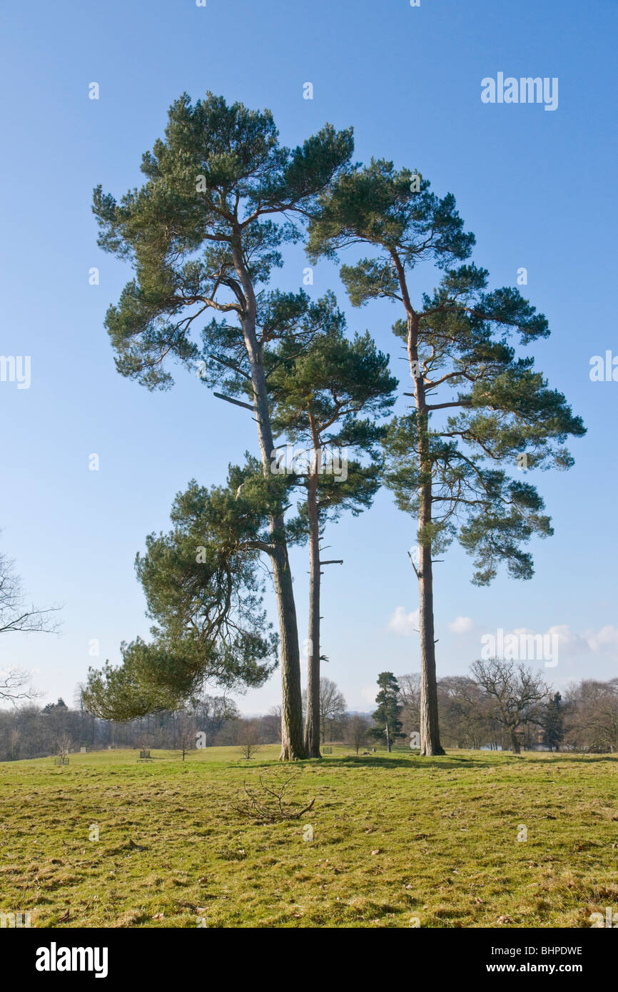 Föhren in der Parklandschaft in Kiplin Hall, North Yorkshire Stockfoto