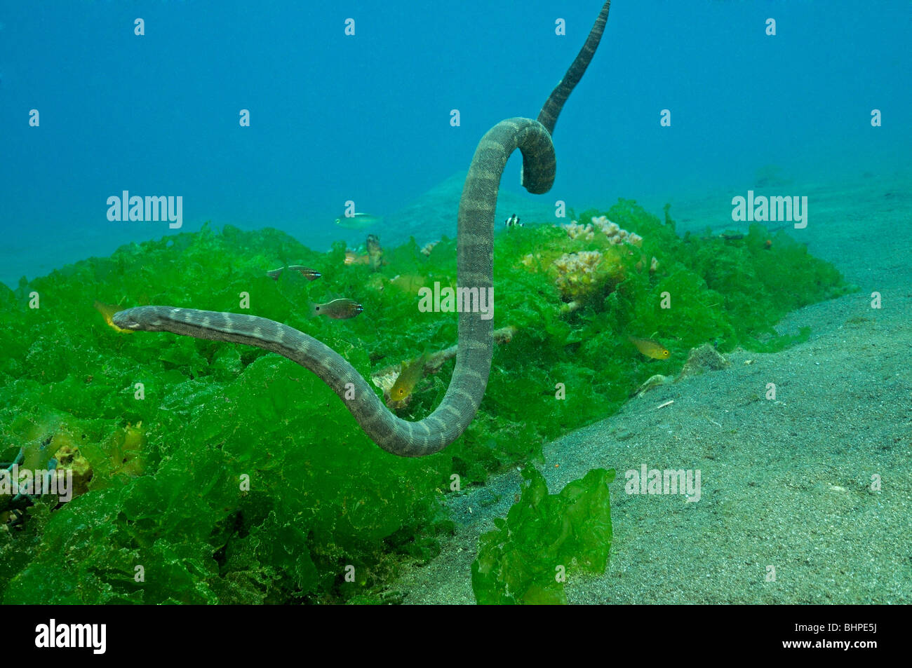 Enhydrina Schistosa, Schnabel Seeschlange, Gilimanuk, Secret Bay, Indo-Pazifischen Ozean, Bali, Indonesien Stockfoto